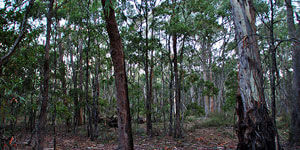 Slaty Creek